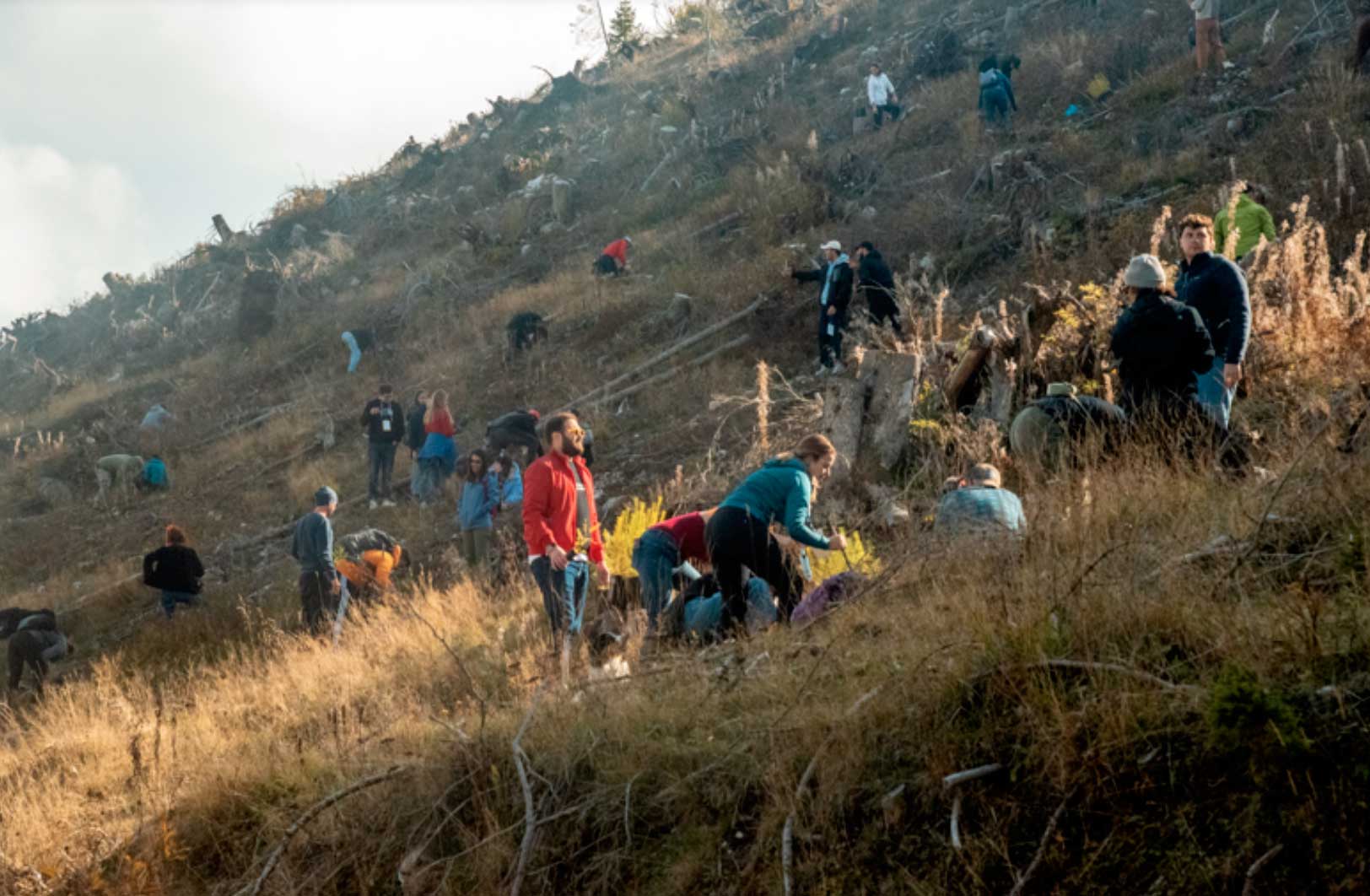 Jede Aktion zählt: Dem Wald helfen