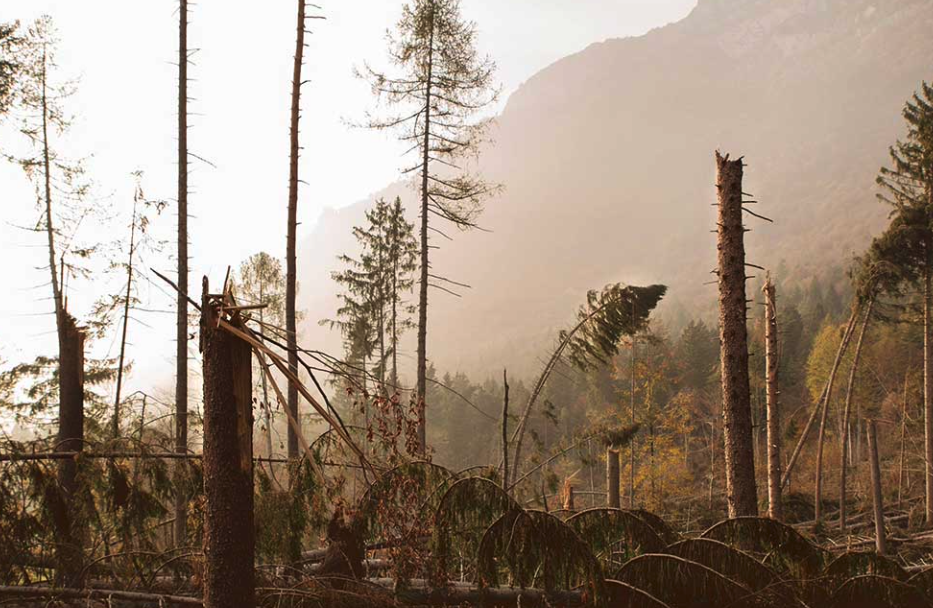 Nachhaltiges Design in Zeiten des Klimawandels