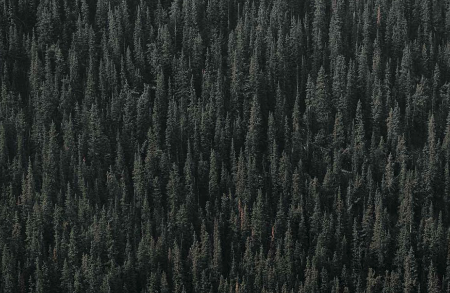 Vaia-Wald-Holz-Dolomiten