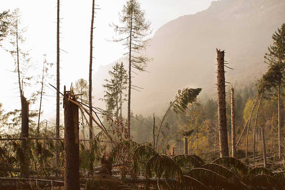 One year after storm VAIA