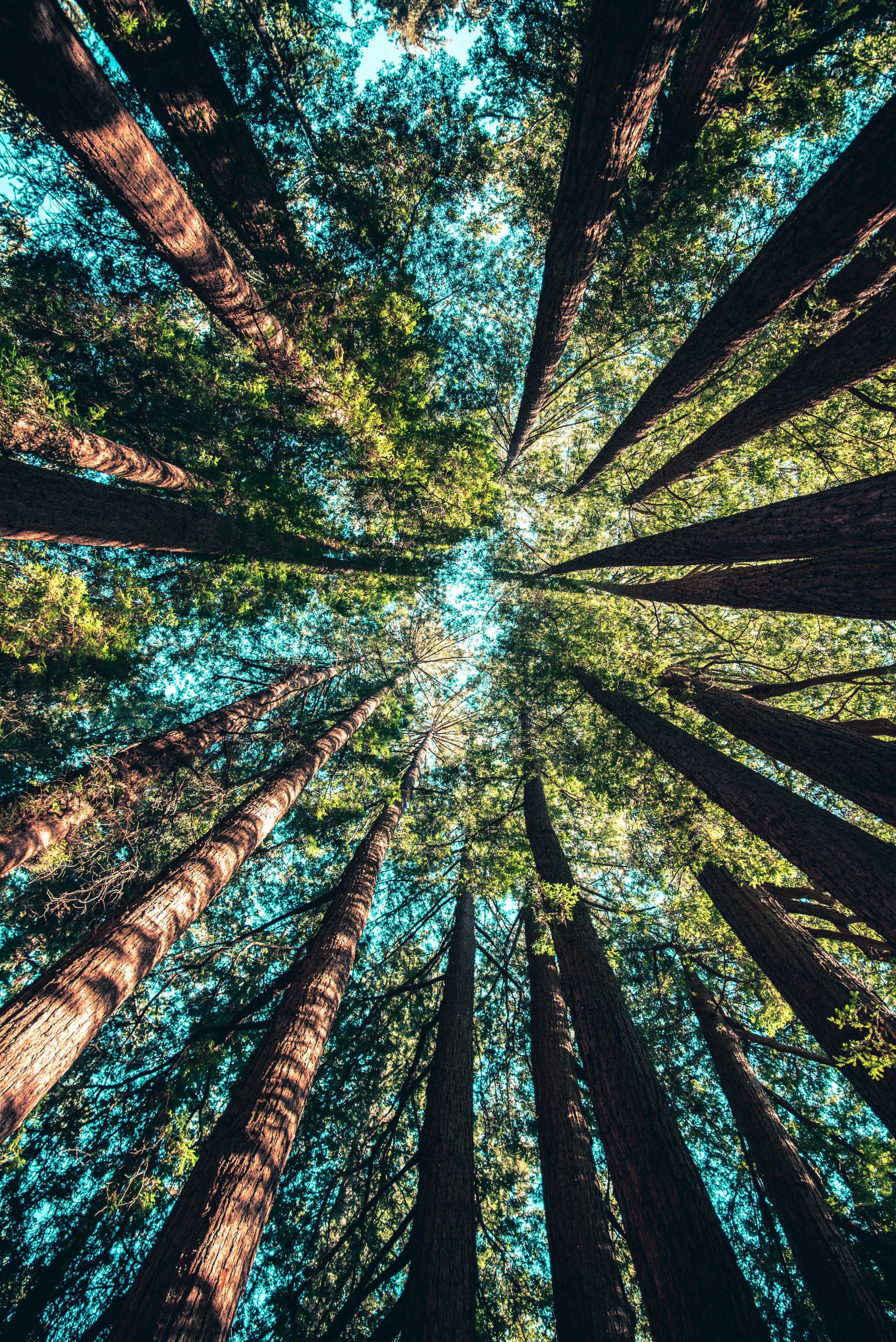 <strong>Per fare un albero ci vuole un albero</strong>