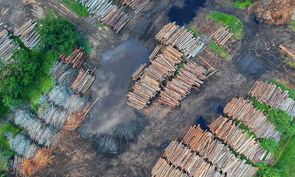 Biodiversity loss and the spread of epidemics