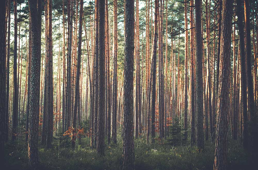Forests as common goods – a centuries-old history
