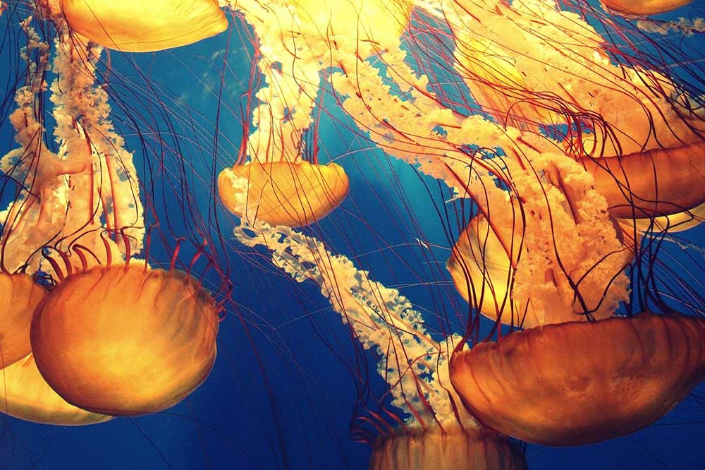 Oceano, il polmone blu della terra