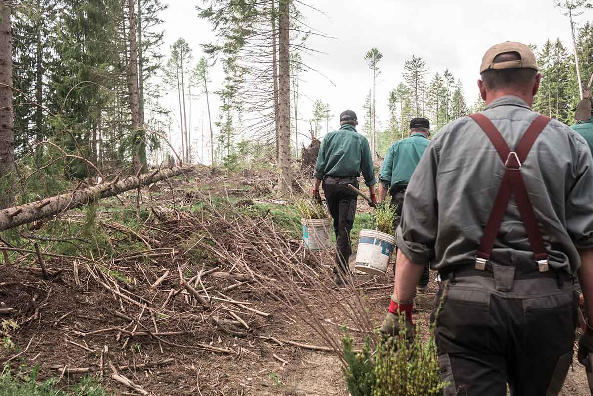 Why do we plant new trees?