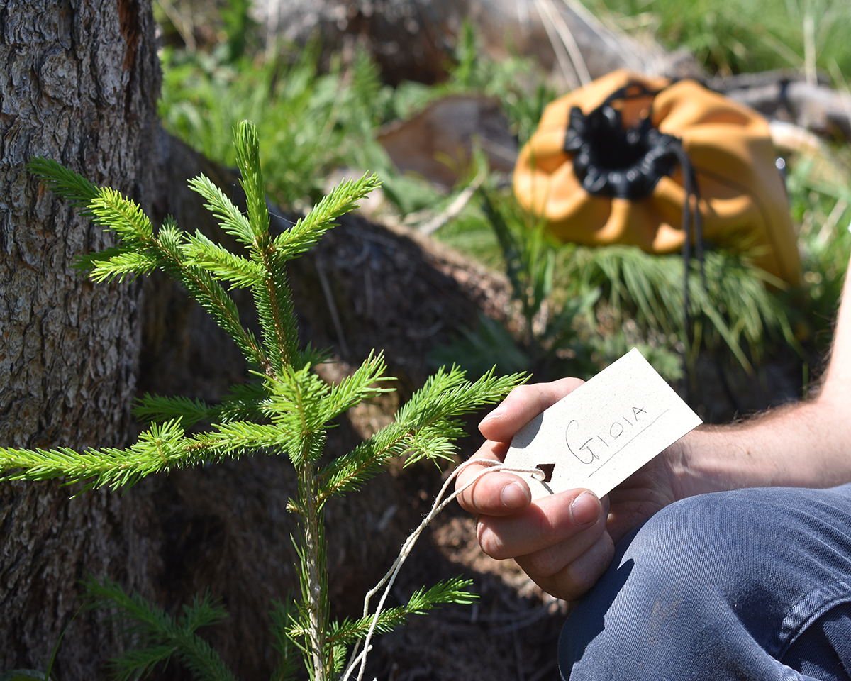 Why do we plant new trees?