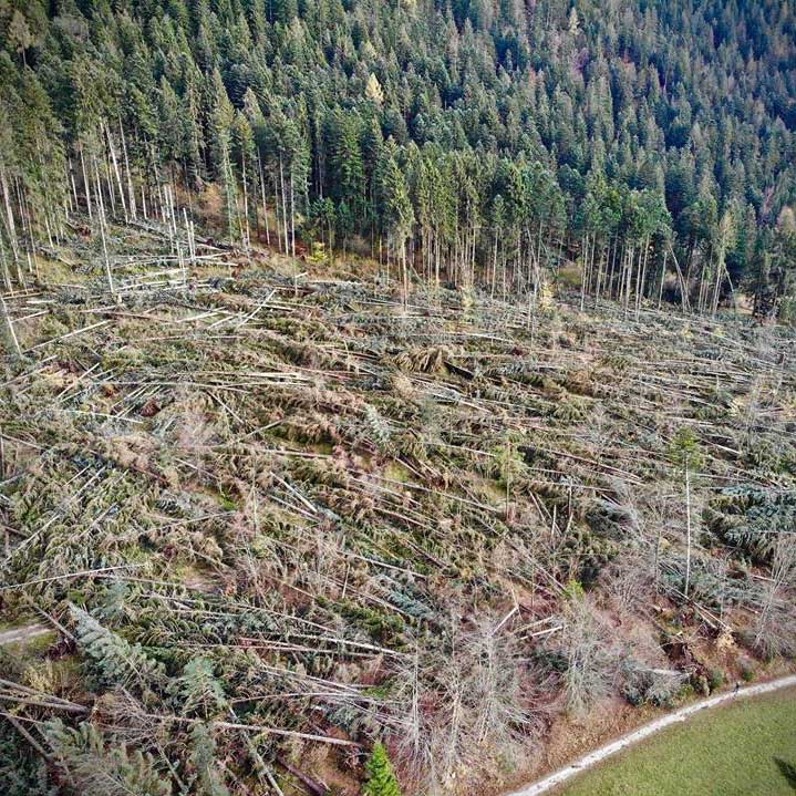 Vaia: Vier Jahren nach dem Sturm
