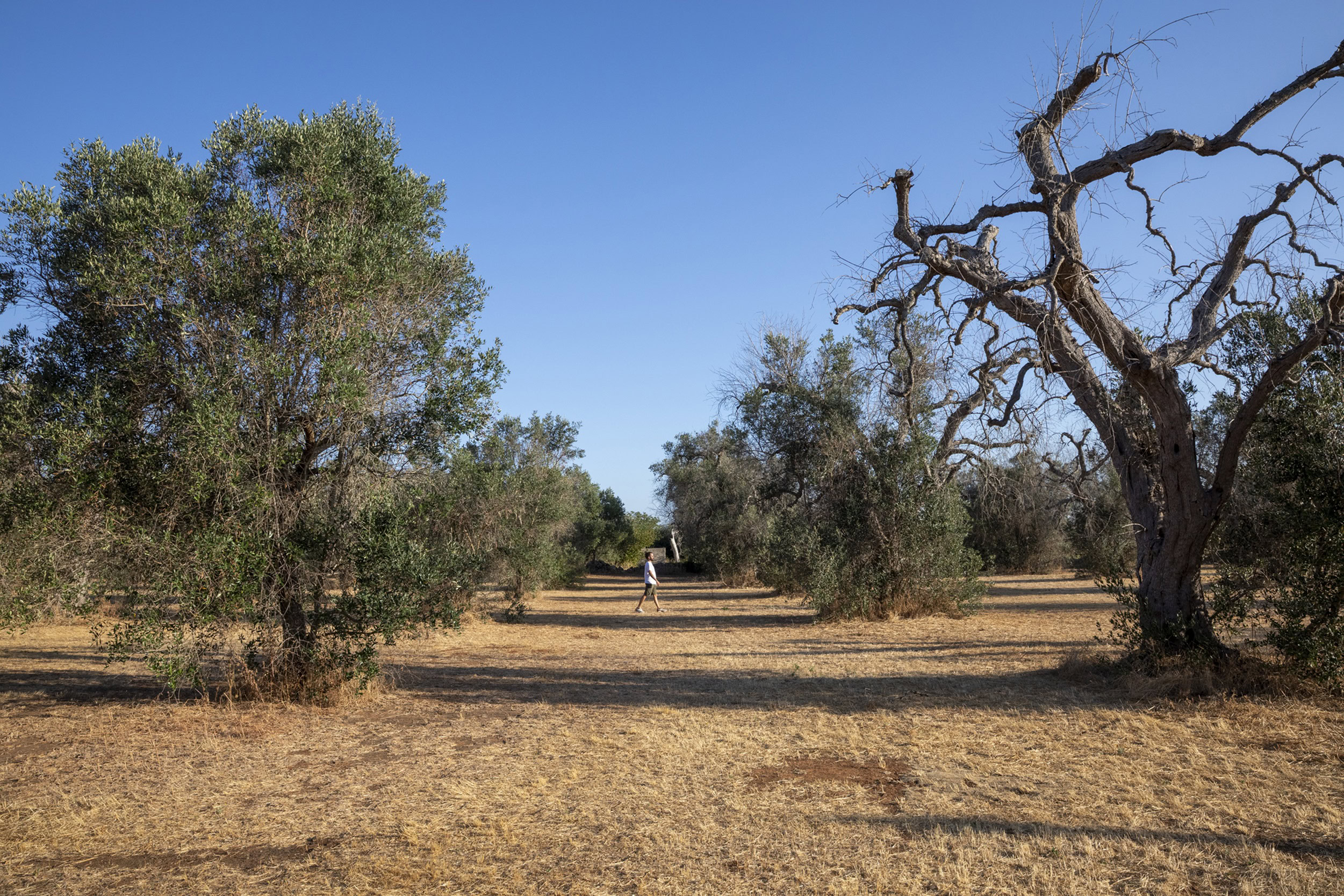 Campo di ulivi in Puglia