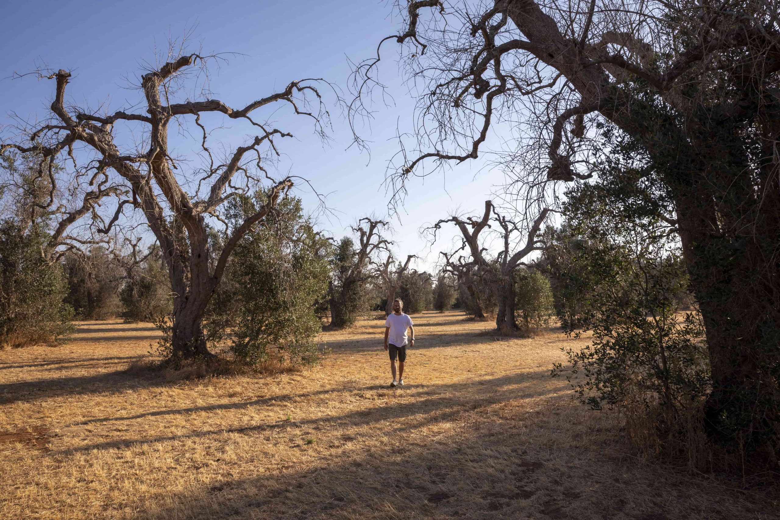Paesaggio con ulivi pugliesi – Salento, mix di alberi secchi e vegetazione viva