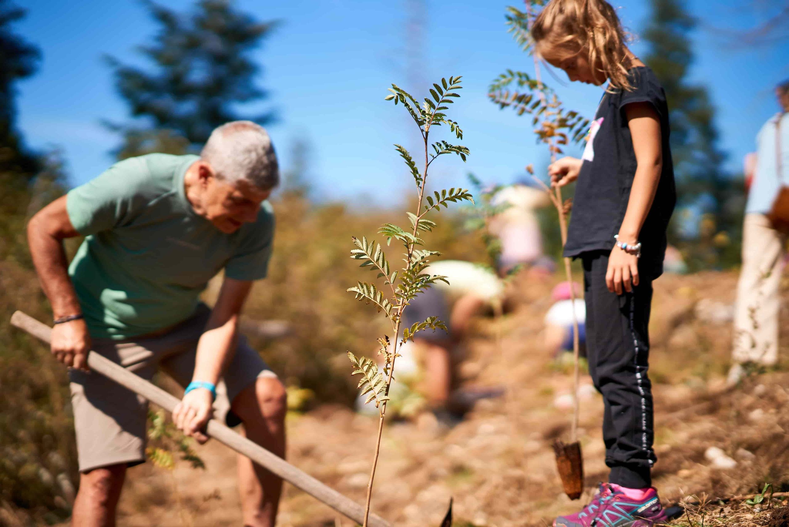 Messa a dimora degli alberi