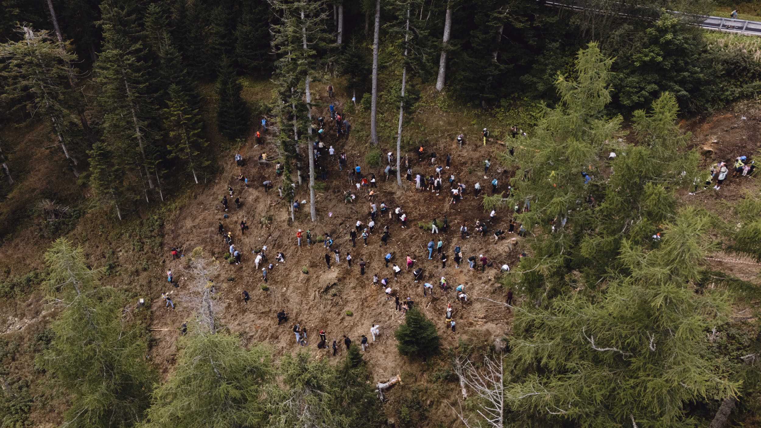 Drone plantation 1